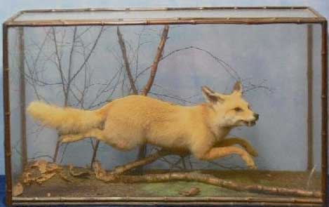 rwrunningfox[1].jpg
